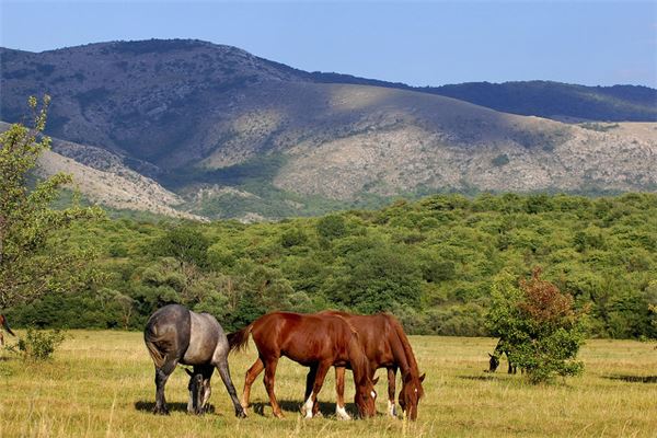 邵雅茜的姓名打分結果_邵雅茜五行分析