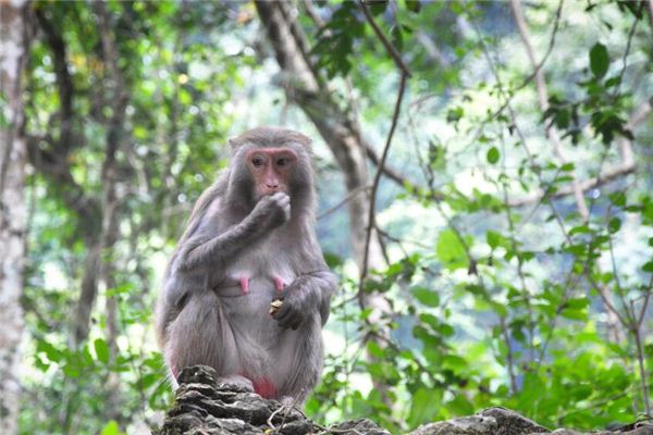 名字評分:吳偉兆