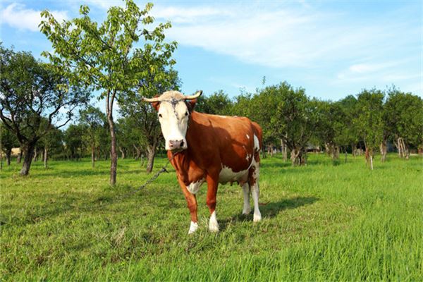 有寓意的名字:吳葉彤