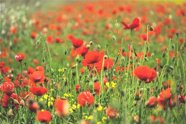 周興銘的姓名打分結(jié)果_周興銘五行分析