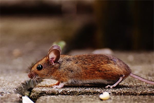 免費起名_姓張的男孩名字