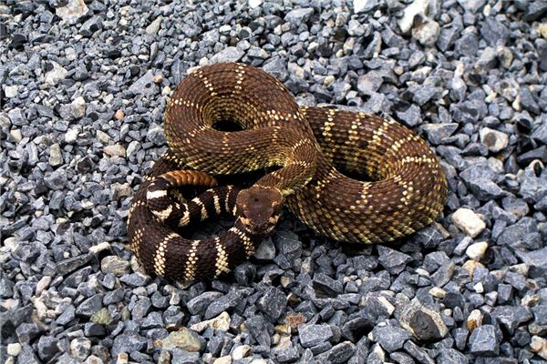 姓名索拉難打分得分_取名索拉難五格分析