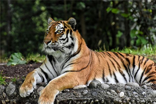 免費起名_汽車標志大全及名字