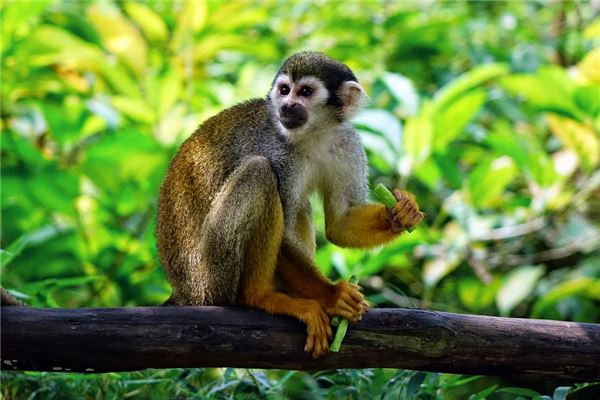 專業(yè)取名：超好聽的游戲名