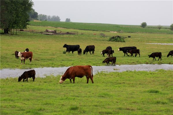 梅內(nèi)斯的姓名打分結(jié)果_梅內(nèi)斯五行分析