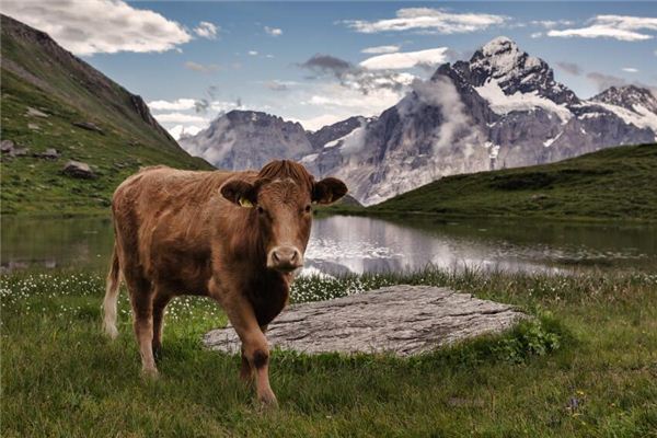 金思朗的姓名打分結果_金思朗五行分析