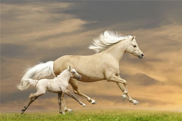 御龍在天家族名字