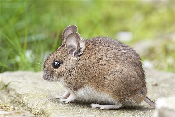 吳大奎的姓名打分結果_吳大奎五行分析