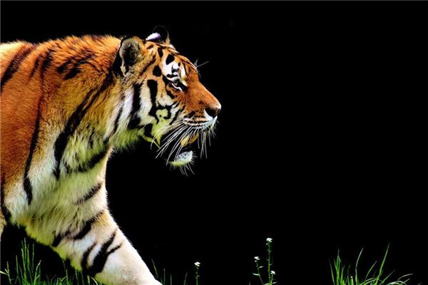 卓妮爾的姓名打分結果_卓妮爾五行分析