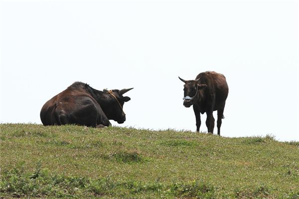 趙維歡的姓名打分結果_趙維歡五行分析