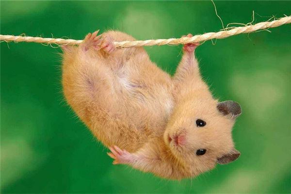 月亮好聽(tīng)的名字