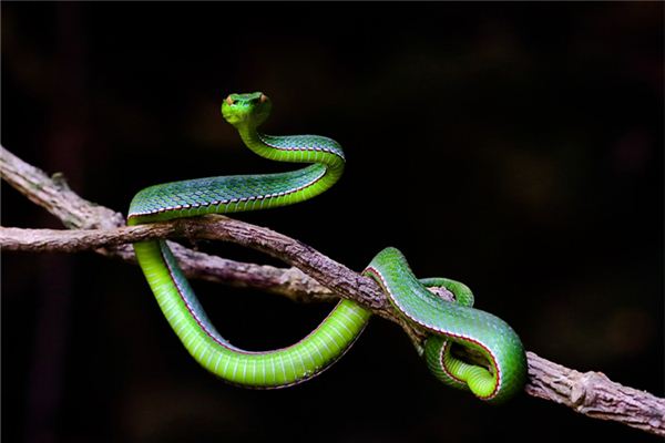聶海芬的姓名打分結(jié)果_聶海芬五行分析