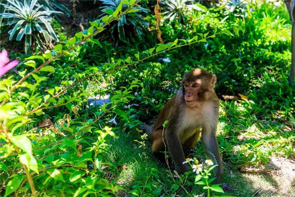 免費取名_2021年豬寶寶取名字