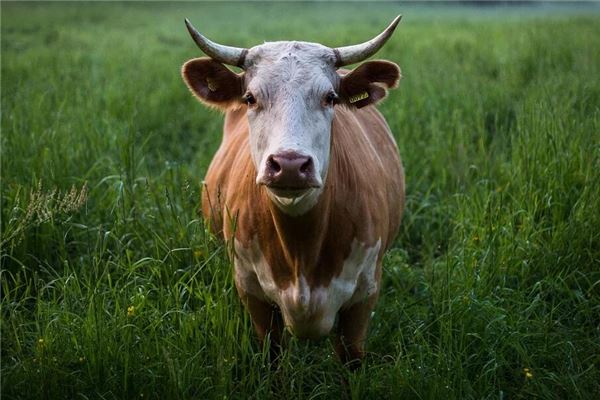 蘇拉密的姓名打分結(jié)果_蘇拉密五行分析