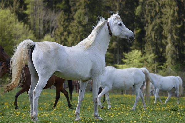 馬天如的姓名打分結(jié)果_馬天如五行分析