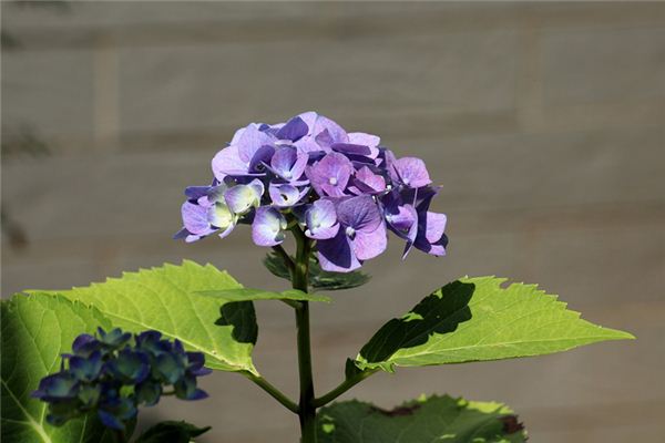 取名字打分:吳秀越