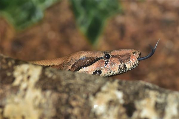 姓名姚玙璠打分得分_取名姚玙璠五格分析