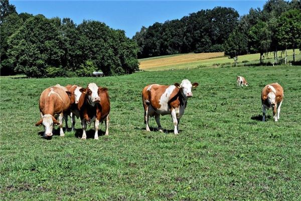 寶寶取名_草字頭好聽的男生名字大全