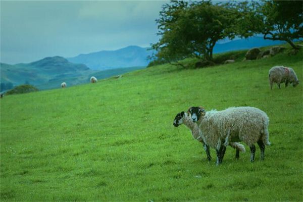 姓名測試_鄭傲柔
