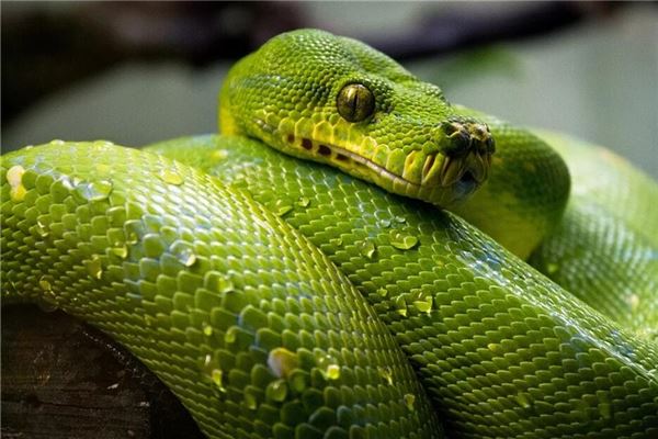 女生cf戰隊名字