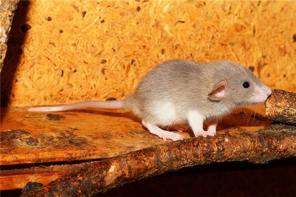 八字取名:吳懷雁