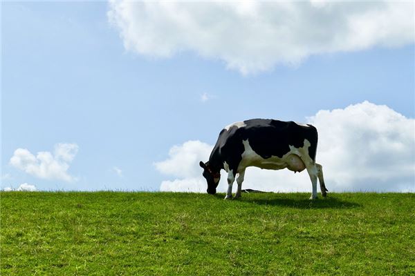 吳喬涵的姓名打分結(jié)果_吳喬涵五行分析