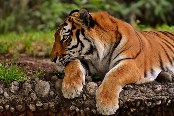 新生兒取名_周又青