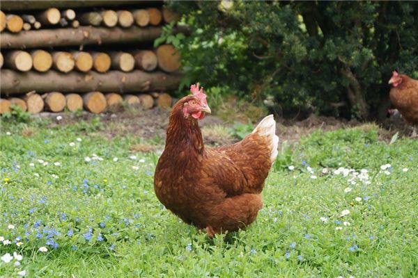 姓名測試:吳靈溪