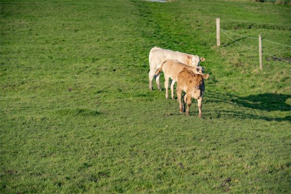 劉積福的姓名打分結果_劉積福五行分析