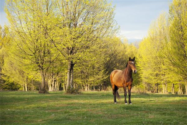 寶寶怎么取名_國姓起名大全