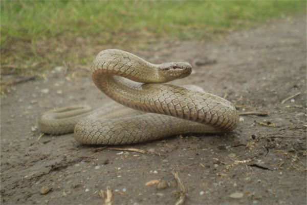 麥兜里的小朋友名字