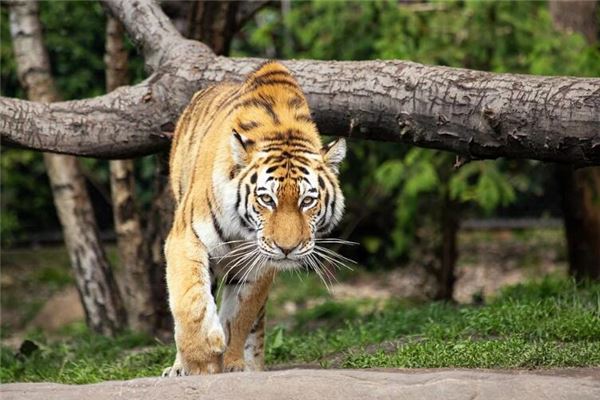 免費起名_鄭語燕