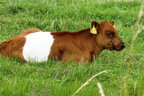 許嬌寧的姓名打分結(jié)果_許嬌寧五行分析