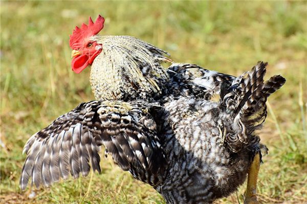 姓名測分_周友易