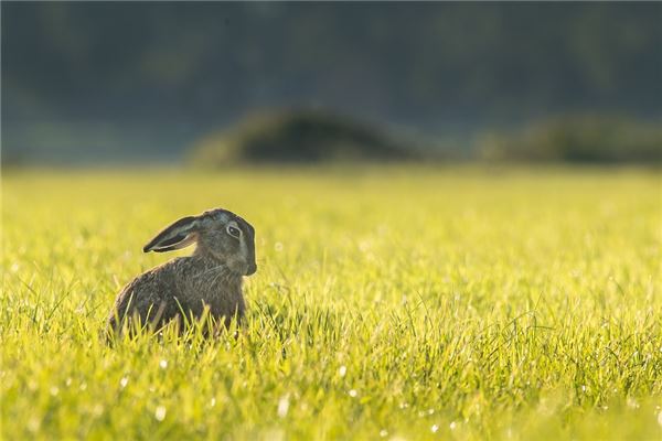 上官瑞謙的姓名打分結果_上官瑞謙五行分析