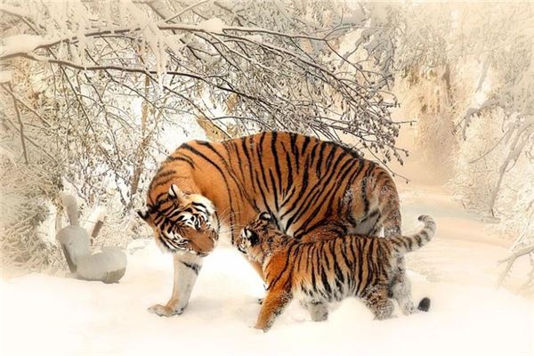 林伊娃的姓名打分結果_林伊娃五行分析