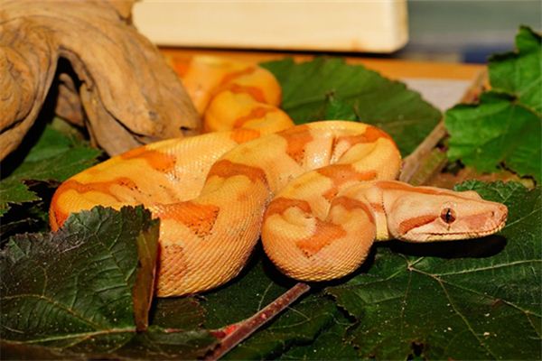 查韋婷的姓名打分結果_查韋婷的姓名五行分析