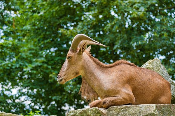 2021父親節出生的寶寶如何取名_專業取名