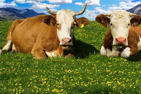 邵嬌婧的姓名打分結果_邵嬌婧五行分析