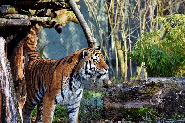 姓名測分_周彥慧